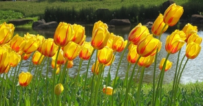 Ngắm nhìn hoa Tulip khoe sắc trong mùa xuân