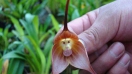 Phát hiện hoa phong lan mặt khỉ ở Nam Mỹ