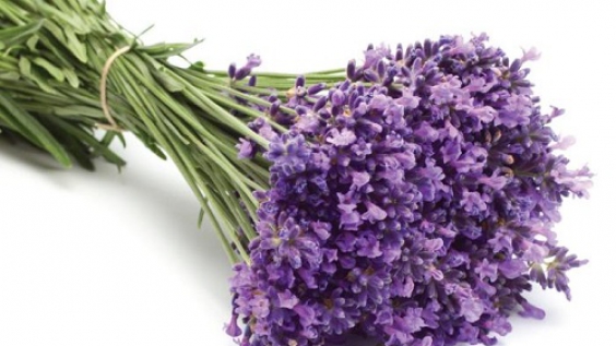 Tại sao nên chọn hoa Lavender cho ngày 20/10?