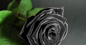 Tại sao việc đặt hoa hồng đen không phổ biến