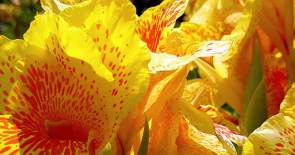 Thưởng ngoạn 16 loài hoa đẹp nhất thế giới