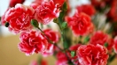 Tìm hiểu loài hoa đẹp tặng sinh nhật cẩm chướng