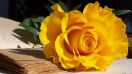 Tìm hiểu những bông hồng tặng sinh nhật đẹp nhất