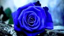 Tìm hiểu những ý nghĩa từ hoa sinh nhật đẹp nhất thế giới là hoa hồng xanh