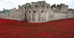 Tràn ngập hoa anh túc đỏ bằng gốm dưới chân Tháp London