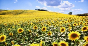 Vẻ đẹp của cánh đồng hoa hướng dương tại Italia
