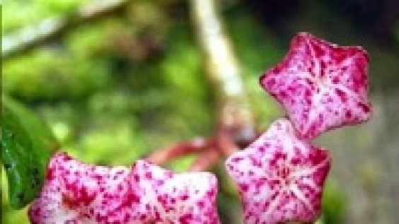 Việt Nam phát hiện loài hoa mới có mùi thơm quyến rũ như chocolate