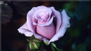 Ý nghĩa chân thành của hoa hồng tím