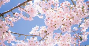 Ý nghĩa của hoa anh đào trong văn hoá Nhật Bản