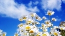Ý nghĩa của hoa Cúc dại - loài hoa may mắn vào tháng 4