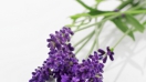 Ý nghĩa của hoa oải hương - Lavender