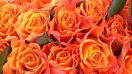 Ý nghĩa hoa hồng cam