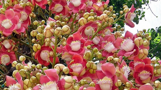 Ý nghĩa linh thiêng của loài hoa Sala