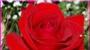 Ý nghĩa màu sắc và số lượng hoa hồng