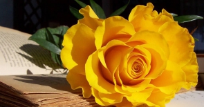 Ý nghĩa sâu sắc từ màu hoa vàng của vòng hoa viếng đám tang