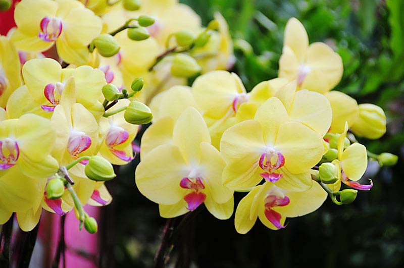 Ý nghĩa của hoa lan hồ điệp trong ngày tết Ý Nghĩa Của Hoa Lan Hồ Điệp Trong Ngày Tết